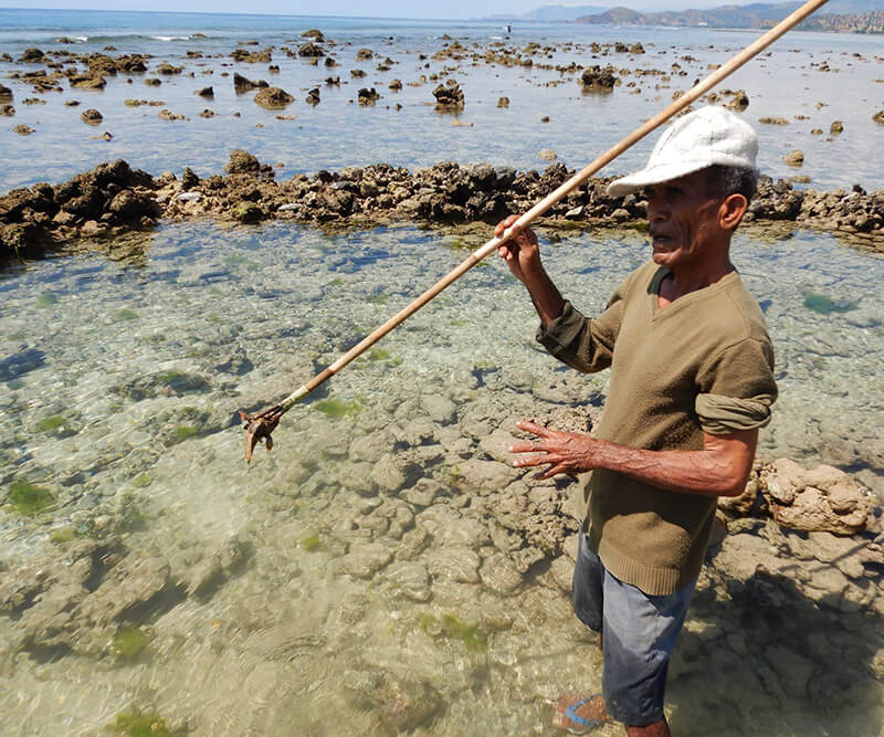 tidal-fish-weirs-Stone tidal weirs in Timor-Leste by A. Iwabuchi_ (1) Man fishing in stone tidal weir